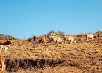 Rhulani Anthony Bila: Unveiling The Creative Visionary