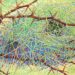 Gary Stephens Latest Works Celebrate Kalahari Landscapes And Wildlife