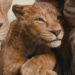 The Lion King’s Legacy Grows: Mufasa’s Story Unfolds