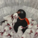 Exciting Artists To Watch At The Investec Cape Town Art Fair 2025